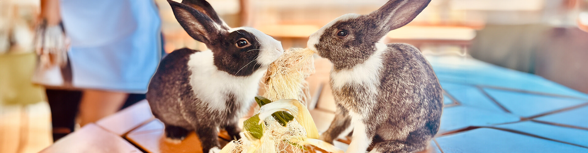 婚活×動物のヘッダー画像